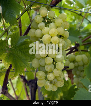 Weintraube, Fanny, Wein, Weinpflanzen, Reben, Fruechte, Beeren, Obst, - Foto Stock