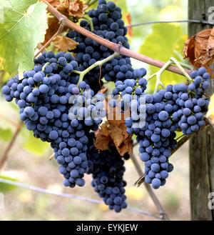 Weintrauben, Barbera rossa, Wein, Weinpflanzen, Reben, Fruechte, Beeren, Obst, - Foto Stock