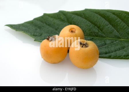 Wollmispel, Suedfrucht, Japanische Wollmispel, Eriobotrya japonica, Exotische Frucht, exotische Fruechte, Heilpflanzen, Fruechte Foto Stock