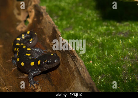 Salamandra pezzata Foto Stock