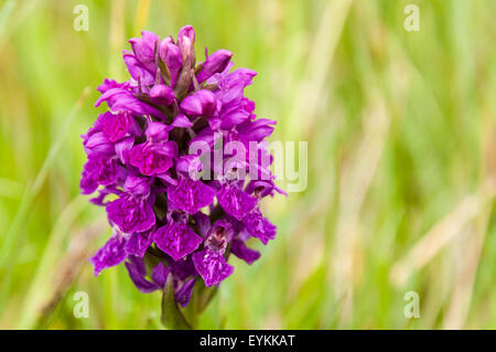 Una palude settentrionale, orchidea Dactylorhiza purpurella Foto Stock