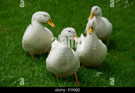 Bianco addomesticato anatre in Devonshire,UK giardino,questi uccelli sono tenuti per uova e carne ma sono buone le protezioni.Un REGNO UNITO acqua di stagno Foto Stock