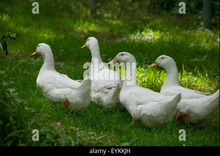 Bianco addomesticato anatre in Devonshire,UK giardino,questi uccelli sono tenuti per uova e carne ma sono buone le protezioni.Un REGNO UNITO acqua di stagno Foto Stock