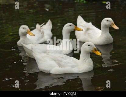 Bianco addomesticato anatre in Devonshire,UK giardino,questi uccelli sono tenuti per uova e carne ma sono buone le protezioni.Un REGNO UNITO acqua di stagno Foto Stock