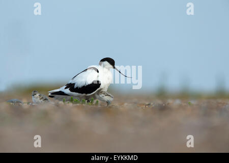 Avocet (Recurvirostra avosetta) proteggere i suoi pulcini sulla spiaggia Foto Stock