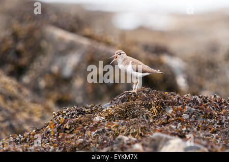 Un comune Sandpiper, Actitis hypoleucos, vocalising. Foto Stock