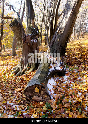 Misty albero in Autunno colori Foto Stock