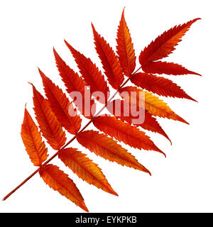 Essigbaum, Rhus, Hirta, Herbstfaerbung, Foto Stock