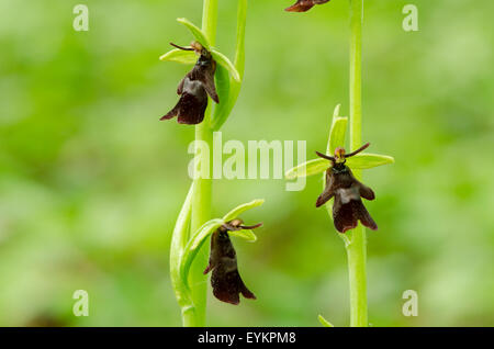 Fly orchid [Ophrys insectifera] SUSSEX REGNO UNITO può Foto Stock