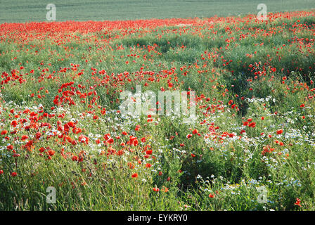 Campo di papaveri, Foto Stock