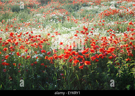 Campo di papaveri, Foto Stock