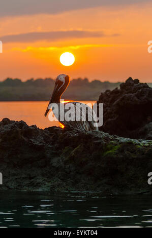 Sunrise a Elizabeth Bay, Isabela Island, Isole Galapagos, Ecuador Foto Stock