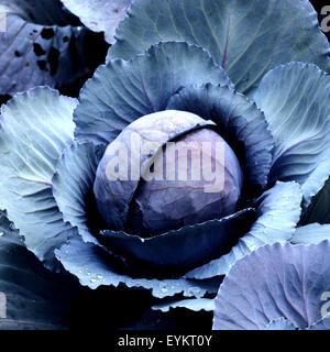 Rotkohl, Brassica oleracea var. Capitata Rotkraut, Blaukraut, Foto Stock