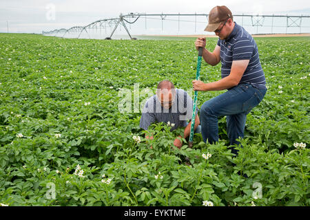 Shelley, Idaho - Patata agricoltore Bryan Searle e suo figlio, Ray, scavare fino ad un impianto per controllare la crescita di patate della loro azienda. Foto Stock