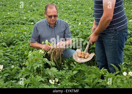 Shelley, Idaho - Patata agricoltore Bryan Searle e suo figlio, Ray, scavare fino ad un impianto per controllare la crescita di patate della loro azienda. Foto Stock