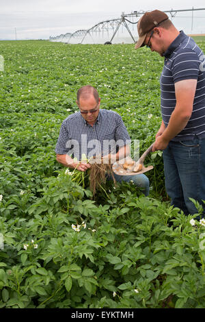 Shelley, Idaho - Patata agricoltore Bryan Searle e suo figlio, Ray, scavare fino ad un impianto per controllare la crescita di patate della loro azienda. Foto Stock