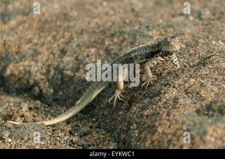 Microlophus albemariensis, Lava Lizard, Fernandina Island, Isole Galapagos, Ecuador Foto Stock