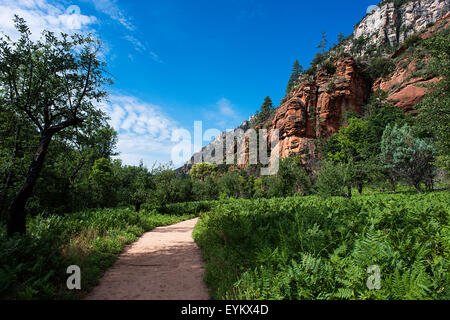 Campo di felci all inizio della forcella West Oak Creek Trail in Arizona Foto Stock