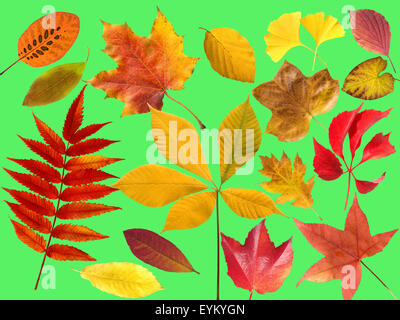 Herbstblaetter; bunt; leuchtend; Blatt; Blaetter; Foto Stock