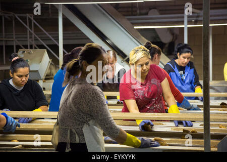 Shelley, Idaho - Lavoratori ordina il pacchetto e Idaho patate al GPOD nello stabilimento di trasformazione. Foto Stock