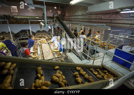 Shelley, Idaho - Lavoratori ordina il pacchetto e Idaho patate al GPOD nello stabilimento di trasformazione. Foto Stock