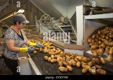 Shelley, Idaho - Lavoratori ordina il pacchetto e Idaho patate al GPOD nello stabilimento di trasformazione. Foto Stock