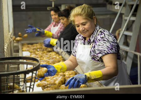 Shelley, Idaho - Lavoratori ordina il pacchetto e Idaho patate al GPOD nello stabilimento di trasformazione. Foto Stock