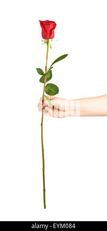 Mano che tiene una rosa isolato Foto Stock