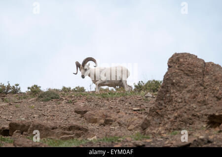 Dall pecore (ovis dalli) la ram scende dall'alto paese per alimentare in tarda primavera, Parco Nazionale di Denali, Interior Alaska. Foto Stock