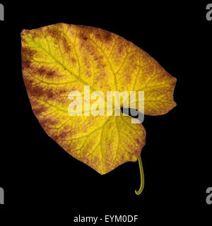 Zaunwinde, Convolvulus, Herbstfaerbung, Foto Stock