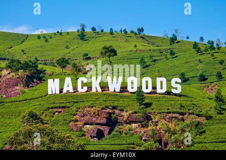 Sri Lanka, Ceylon, provincia centrale, Nuwara Eliya, piantagione di tè nelle Highlands, Tea Break Mackwoods Foto Stock