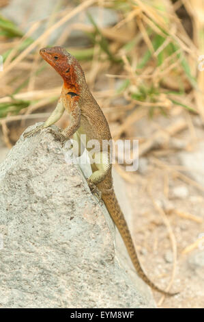 Microlophus albemariensis, Lava Lizard, all'Isola Espanola, Isole Galapagos, Ecuador Foto Stock