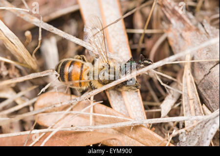 Capo Verde ant trascinando morti il miele delle api Foto Stock