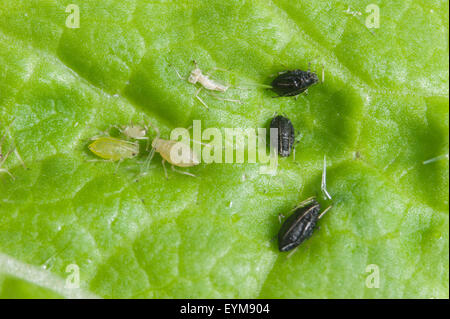 Green Peach afidi - il nero quelli sono alcuni parasitised da wasp Aphelinus Foto Stock