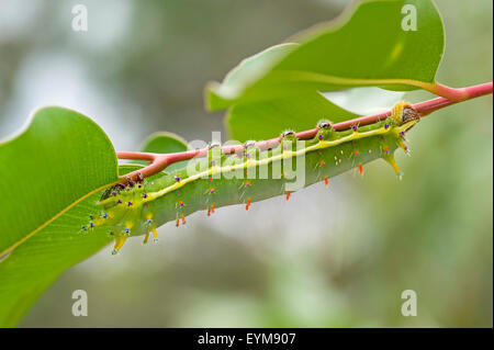 L'imperatore gum moth caterpillar (Opodiphthera eucalypti) con volare parassita uova sul suo corpo Foto Stock