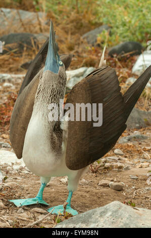Sula nebouxii, Blu-footed Booby, all'Isola Espanola, Isole Galapagos, Ecuador Foto Stock