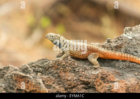 Microlophus albemariensis, Lava Lizard, all'Isola Espanola, Isole Galapagos, Ecuador Foto Stock