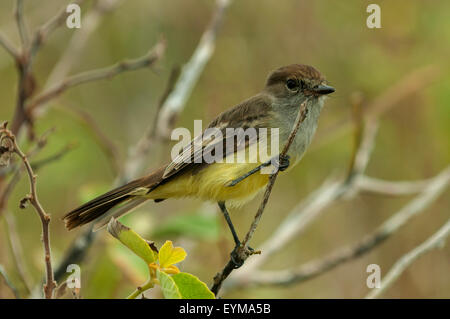 Myiarchus magnirostris, Galapagos Flycatcher, all'Isola Espanola, Isole Galapagos, Ecuador Foto Stock