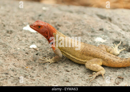 Microlophus albemariensis, Lava Lizard, all'Isola Espanola, Isole Galapagos, Ecuador Foto Stock