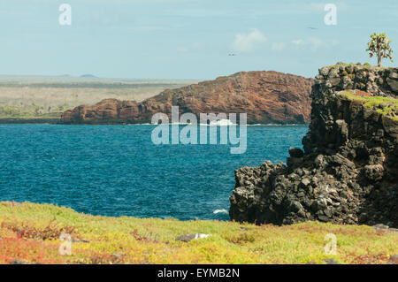 South Plaza Island, Isole Galapagos, Ecuador Foto Stock