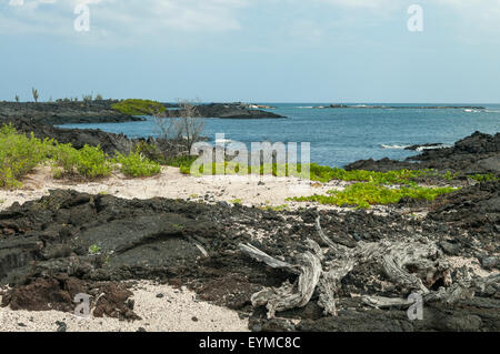 Moreno punto, Isabela Island, Isole Galapagos, Ecuador Foto Stock