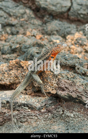 Microlophus albemariensis, Lava Lizard a Moreno punto, Isabela Island, Isole Galapagos, Ecuador Foto Stock