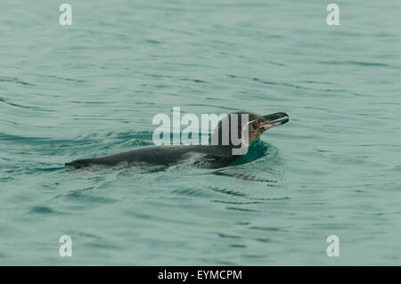 Spheniscus mendiculus, Galapagos Penguin a Elizabeth Bay, Isabela Island, Isole Galapagos, Ecuador Foto Stock