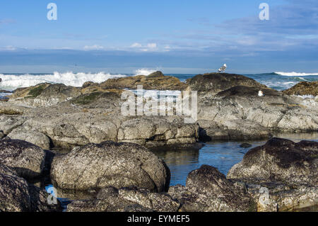 Gabbiani in una marea area piscina in cerca di cibo Foto Stock