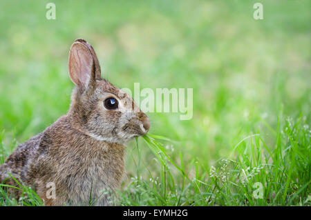 Carino coniglio silvilago coniglio munching erba in giardino Foto Stock