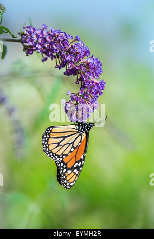Farfalla monarca (Danaus plexippus) alimentazione su purple butterfly bush fiori Foto Stock