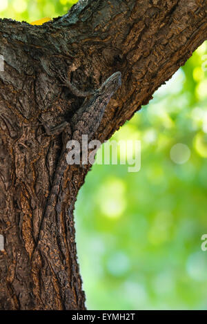 Texas lucertola spinosa (Sceloporus olivaceus) mimetizzata sulla corteccia di albero Foto Stock