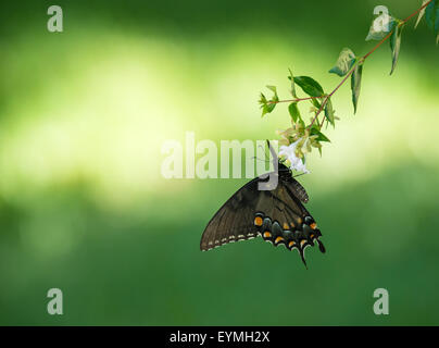 Orientale a coda di rondine di Tiger butterfly (Papilio glaucus) alimentazione su fiori da giardino Foto Stock