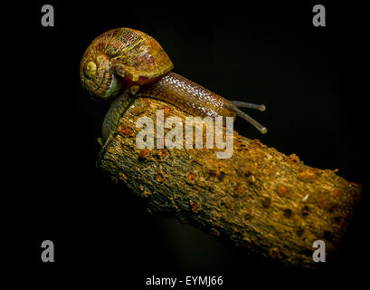 Verde scuro lumaca mimetizzata seduto sul bordo off oggetto di legno con sfondo nero Foto Stock