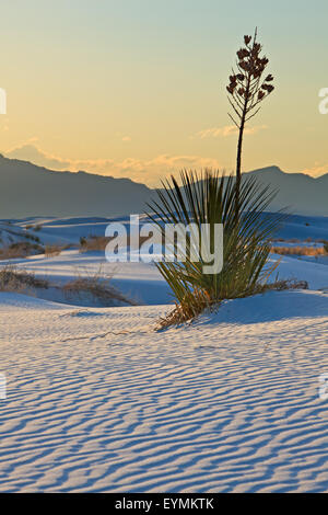 La Yucca, White Sands National Monument, Nuovo Messico, STATI UNITI D'AMERICA Foto Stock